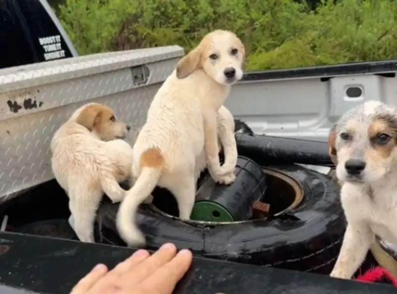 助けてくれる人だ！捨てられた子犬5匹が男性に向かって走り寄ってきた。全員を保護