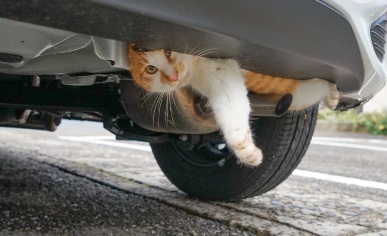 車のバンパーに挟まっていた猫を警察官が見つけ救護